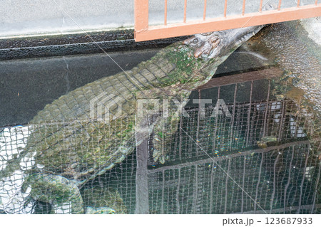 熱川バナナワニ園 123687933