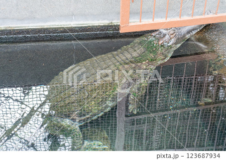 熱川バナナワニ園 熱川バナナワニ園 123687934