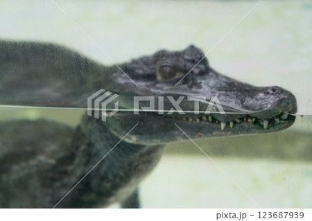 熱川バナナワニ園 123687939