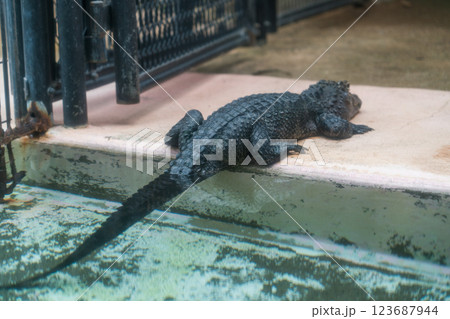 熱川バナナワニ園 123687944