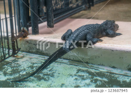 熱川バナナワニ園 熱川バナナワニ園 123687945
