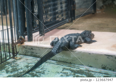 熱川バナナワニ園 123687947