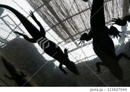 熱川バナナワニ園 熱川バナナワニ園 123687949