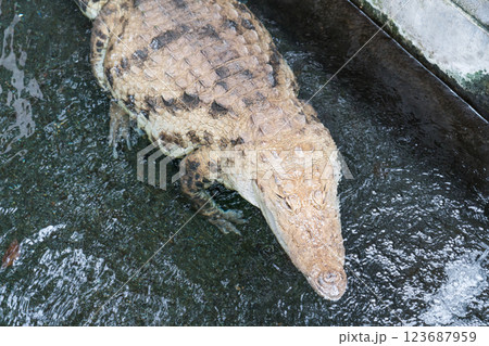 熱川バナナワニ園 熱川バナナワニ園 123687959