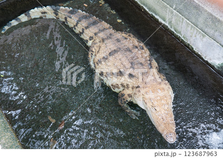 熱川バナナワニ園 熱川バナナワニ園 123687963