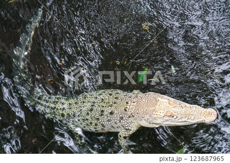 熱川バナナワニ園 123687965