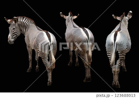 シマウマ 123688013