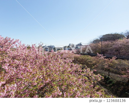 三浦海岸 河津桜 小松ヶ池 ‘Kawazu-zakura’ 三浦海岸 河津桜 小松ヶ池 ‘Kawazu-zakura’ 123688136