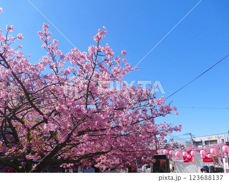 三浦海岸 河津桜 小松ヶ池 ‘Kawazu-zakura’ 三浦海岸 河津桜 小松ヶ池 ‘Kawazu-zakura’ 123688137