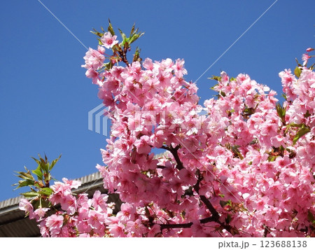 三浦海岸 河津桜 小松ヶ池 ‘Kawazu-zakura’ 三浦海岸 河津桜 小松ヶ池 ‘Kawazu-zakura’ 123688138