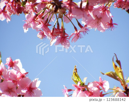 三浦海岸 河津桜 小松ヶ池　‘Kawazu-zakura’ 123688142