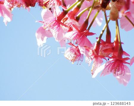 三浦海岸 河津桜 小松ヶ池　‘Kawazu-zakura’ 123688143