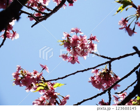 三浦海岸 河津桜 小松ヶ池　‘Kawazu-zakura’ 123688145