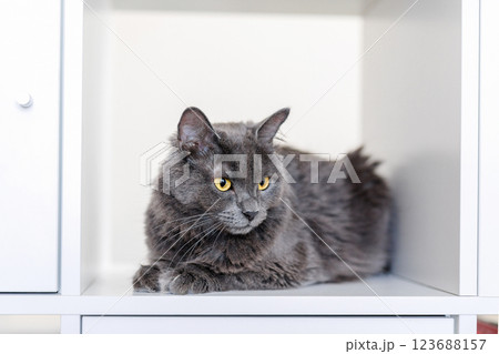 A smoky gray and very fluffy cat sits on a shelf among books and looks around curiously 123688157