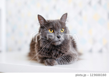 A gray smoky Maine Coon cat with yellow eyes lying on a white background A gray smoky Maine Coon cat with yellow eyes lying on a white background 123688160