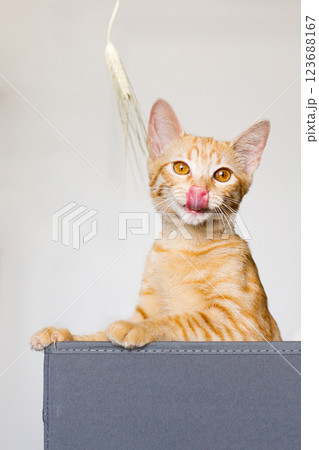 The red kitten sits in the gray box, hunting, playing, spoiling The red kitten sits in the gray box, hunting, playing, spoiling 123688167