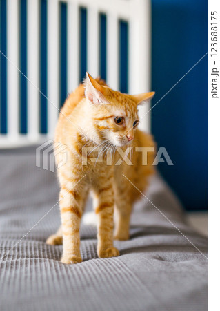 The red kitten lies on the gray blanket, looking around interestedly and wants to play with silver confetti The red kitten lies on the gray blanket, looking around interestedly and wants to play with silver confetti 123688175