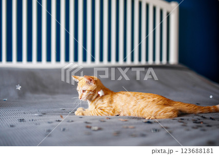 The red kitten lies on the gray blanket, looking around interestedly and wants to play with silver confetti 123688181