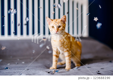 The red kitten lies on the gray blanket, looking around interestedly and wants to play with silver confetti 123688190