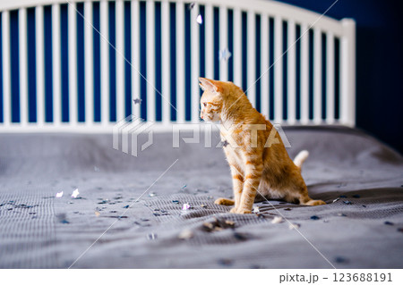 The red kitten lies on the gray blanket, looking around interestedly and wants to play with silver confetti The red kitten lies on the gray blanket, looking around interestedly and wants to play with silver confetti 123688191