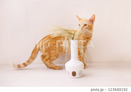 The red-haired kitten sits on the table and sniffs an ear of wheat in a vase The red-haired kitten sits on the table and sniffs an ear of wheat in a vase 123688192