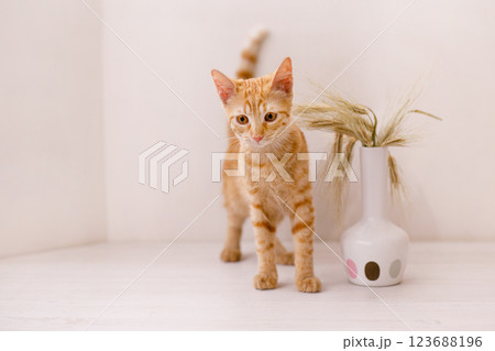The red-haired kitten sits on the table and sniffs an ear of wheat in a vase The red-haired kitten sits on the table and sniffs an ear of wheat in a vase 123688196