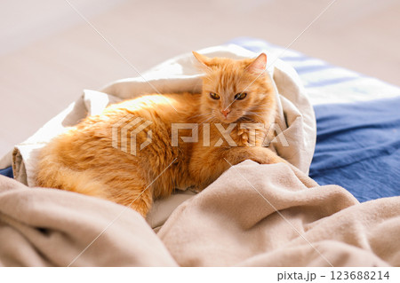 Cute ginger cat lying in bed. Fluffy pet comfortably settled to sleep. Cozy home background with funny pet 123688214