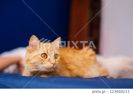 Cute ginger cat lying in bed. Fluffy pet comfortably settled to sleep. Cozy home background with funny pet 123688215
