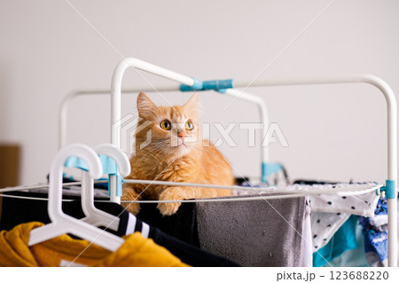 A red furry cat lies on a clothes dryer with clean clothes. Kitten playing, hunting, staring intently A red furry cat lies on a clothes dryer with clean clothes. Kitten playing, hunting, staring intently 123688220