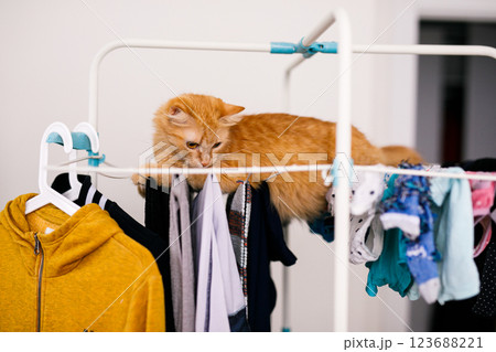 A red furry cat lies on a clothes dryer with clean clothes. Kitten playing, hunting, staring intently A red furry cat lies on a clothes dryer with clean clothes. Kitten playing, hunting, staring intently 123688221