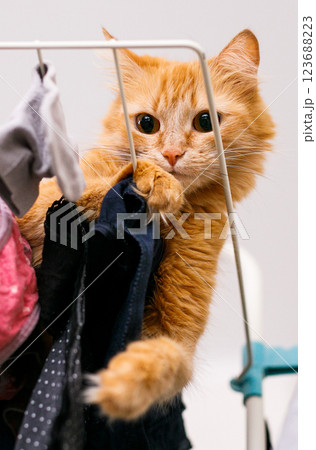 A red furry cat lies on a clothes dryer with clean clothes. Kitten playing, hunting, staring intently A red furry cat lies on a clothes dryer with clean clothes. Kitten playing, hunting, staring intently 123688223