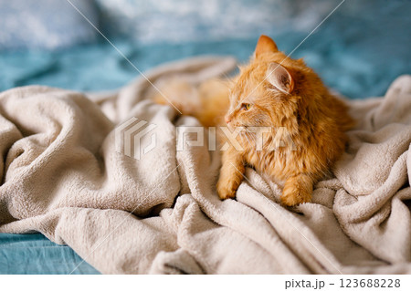 Ginger cute fluffy cat lies on the bed with a birch-colored sheet and a soft, cozy blanket Ginger cute fluffy cat lies on the bed with a birch-colored sheet and a soft, cozy blanket 123688228