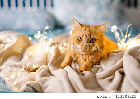 Ginger cute fluffy cat lies on the bed with a birch-colored sheet and a soft, cozy blanket 123688229