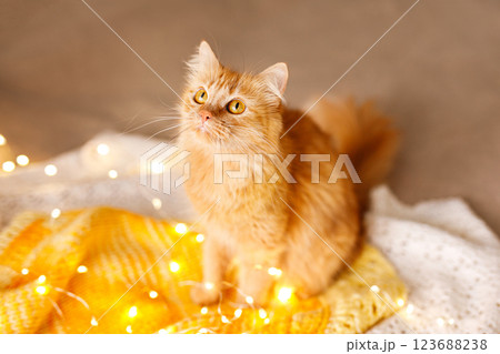 Red fluffy cat on yellow blanket with lights is treated to delicious food Red fluffy cat on yellow blanket with lights is treated to delicious food 123688238