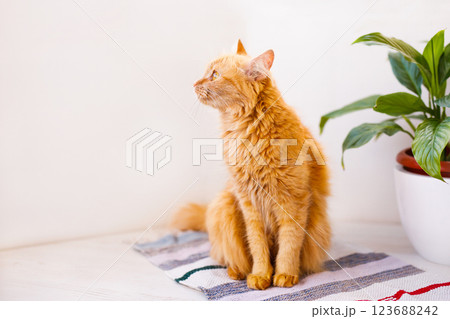 A red, fluffy, beautiful cat lies on a white windowsill by a flower pot and looks frightened A red, fluffy, beautiful cat lies on a white windowsill by a flower pot and looks frightened 123688242