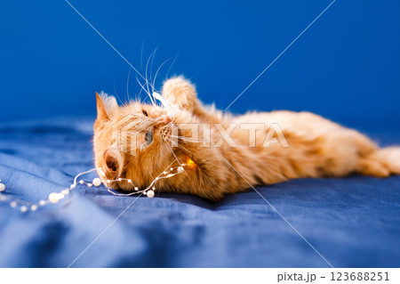 A ginger fluffy cat sits on the bed and washes on a blue background with a Christmas garland. A ginger fluffy cat sits on the bed and washes on a blue background with a Christmas garland. 123688251