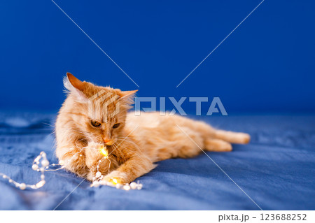 A ginger fluffy cat sits on the bed and washes on a blue background with a Christmas garland. A ginger fluffy cat sits on the bed and washes on a blue background with a Christmas garland. 123688252