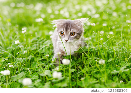 A lop-eared cat kitten walks outside in the green grass among the clovers 123688505