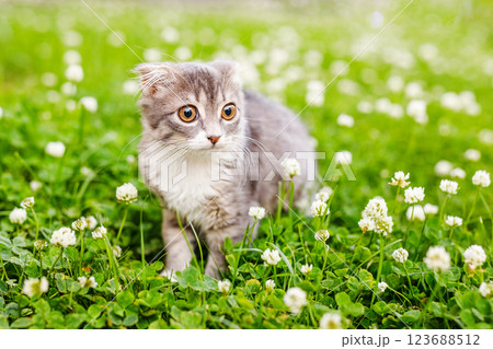 A lop-eared cat kitten walks outside in the green grass among the clovers 123688512