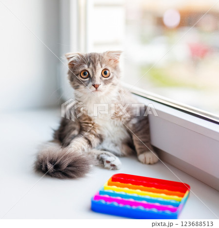 A lop-eared cat kitten lying on the windowsill A lop-eared cat kitten lying on the windowsill 123688513