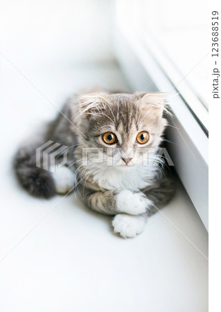 A lop-eared cat kitten lies on the windowsill and plays with a children's toy popit A lop-eared cat kitten lies on the windowsill and plays with a children's toy popit 123688519