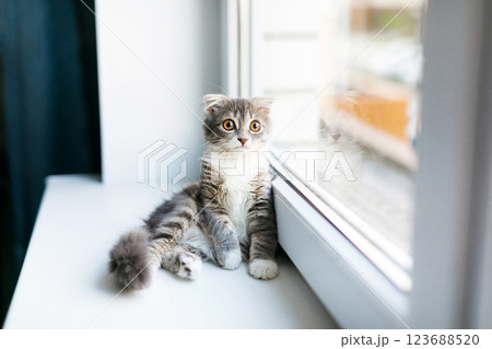 A lop-eared cat kitten lies on the windowsill and plays with a children's toy popit 123688520