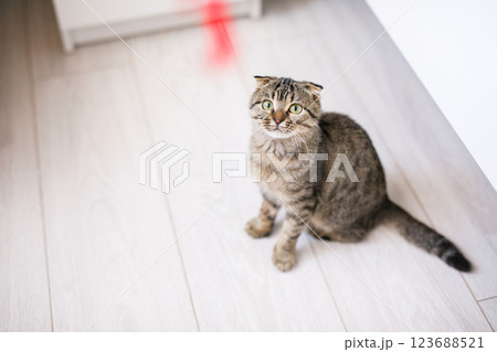 Scottish lop-eared cat with green eyes sitting on a light wooden floor 123688521