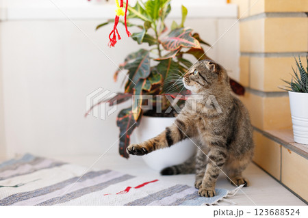 A Scottish lop-eared cat kitten plays, jumps on different surfaces and has fun near home plant A Scottish lop-eared cat kitten plays, jumps on different surfaces and has fun near home plant 123688524