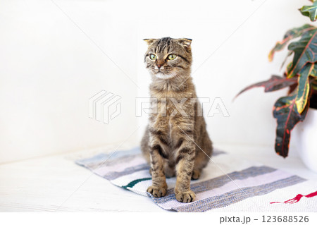 A Scottish lop-eared cat kitten plays, jumps on different surfaces and has fun near home plant A Scottish lop-eared cat kitten plays, jumps on different surfaces and has fun near home plant 123688526