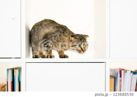 A Scottish lop-eared kitten sits on large white rack, looking out for something with predatory eyes A Scottish lop-eared kitten sits on large white rack, looking out for something with predatory eyes 123688530