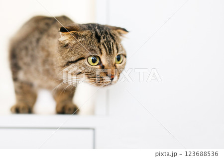 A Scottish lop-eared kitten sits on large white rack, looking out for something with predatory eyes 123688536