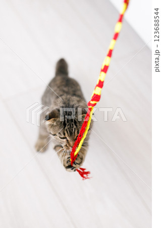 A Scottish lop-eared cat plays with ribbons on a light-colored wood floor A Scottish lop-eared cat plays with ribbons on a light-colored wood floor 123688544