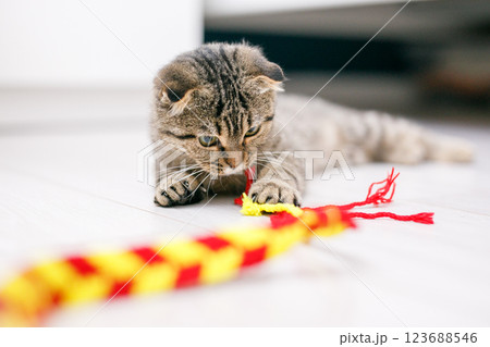A Scottish lop-eared cat plays with ribbons on a light-colored wood floor A Scottish lop-eared cat plays with ribbons on a light-colored wood floor 123688546