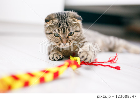 A Scottish lop-eared cat plays with ribbons on a light-colored wood floor A Scottish lop-eared cat plays with ribbons on a light-colored wood floor 123688547